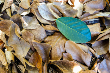 single green  leave on dry autumn leaves background