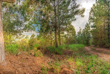 View of the nature with an old road