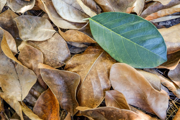 single green  leave on dry autumn leaves background