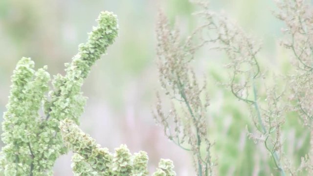 Small yellow wagtail sitting on the branch (Motacilla flava). Full HD footage.