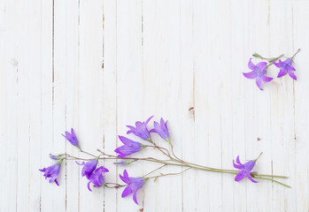 bluebel flowers om white wooden background