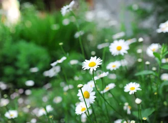 Deurstickers Madeliefjes field of daisy flowers