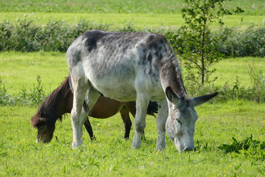 pony and donkey