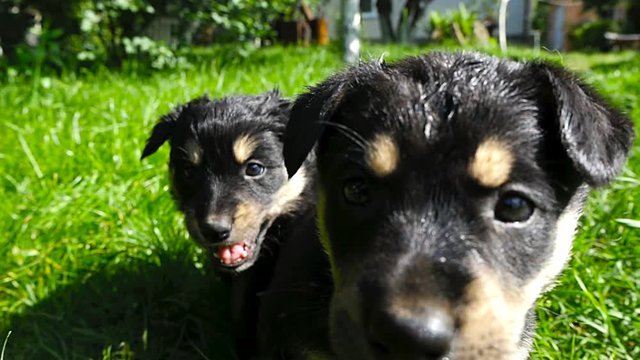 mongrel puppy on grass