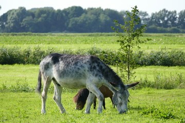 Pony and donkey