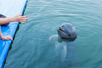 Naklejka premium Irrawaddy dolphin floating in the water.