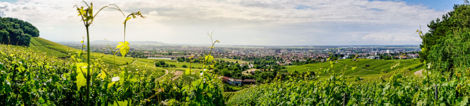 Heilbronn Weinberg Panorama