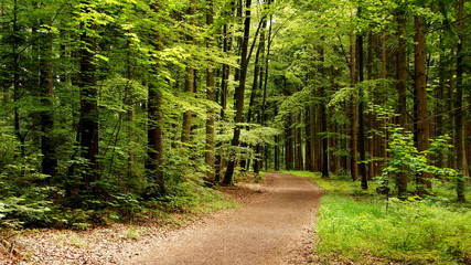 idyllischer Wanderweg durch grünen, sonnigen Buchenwald im Frühling