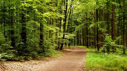 Gardinen idyllischer Wanderweg durch grünen, sonnigen Buchenwald im Frühling © globetrotter1