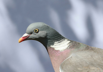 Close up of a Woodpigeon