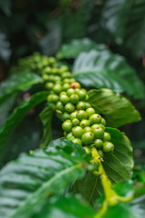 Unripe coffee beans growing on the branch. Selective Focus.