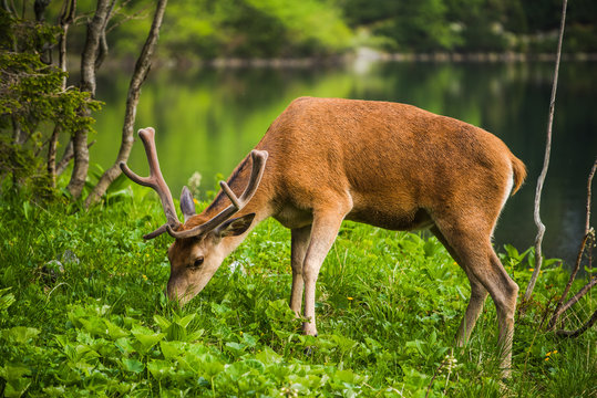 Deer stag at the lake in mountains
