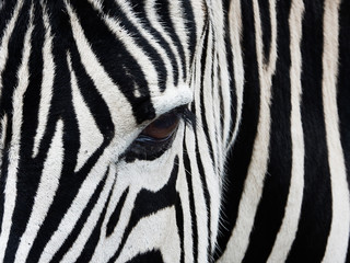 Obraz na płótnie Canvas Zebra Close up