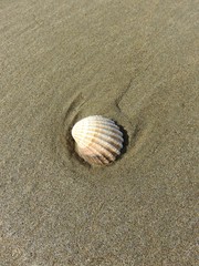 coquillage