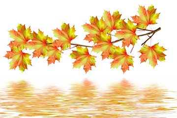 Naklejka na ściany i meble The branch of autumn maple leaves isolated on white background.