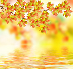 Naklejka na ściany i meble branch with beautiful colorful leaves. Autumn landscape.
