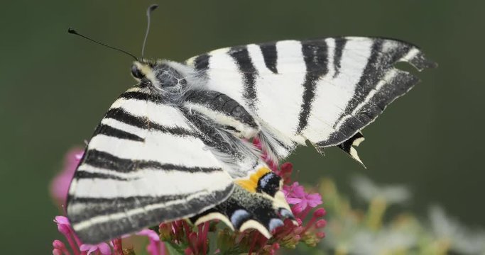 macro di Iphiclides podalirius, podalirio su fiore mosso dal vento