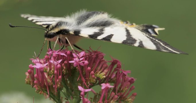 macro di Iphiclides podalirius, podalirio su fiore mosso dal vento