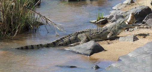 Large nile crocodile eat a fish on river bank