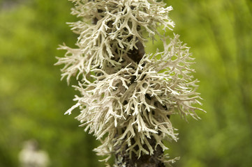 Iceland moss on tree branch closeup on green background © varbenov