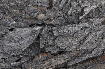 Background. Bark of old tree.