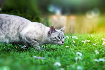 Hauskatze Draußen.