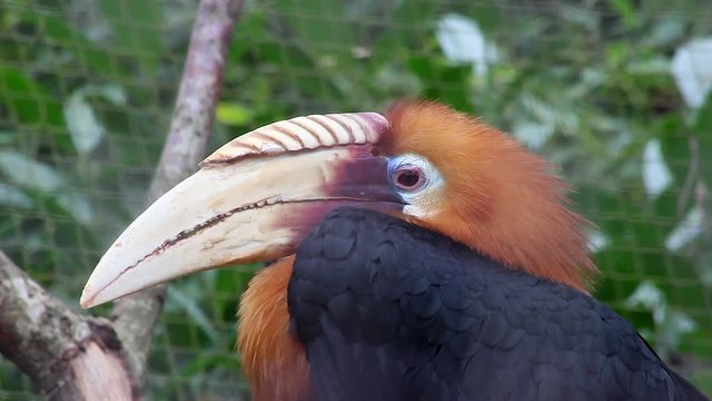 Blyth's Hornbill (Rhyticeros Plicatus) Male Side Profile