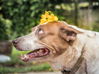 dog with yellow flower.