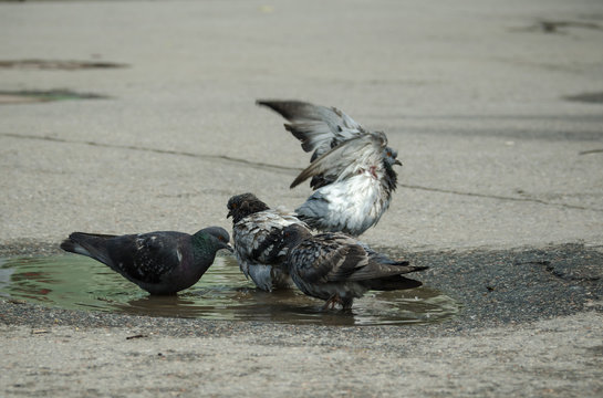 pigeons bathe in a rine pool in hot day