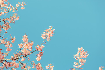 Wild Himalayan Cherry spring blossom