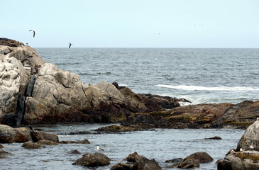 Fototapeta na wymiar Rocky beach in Vina del Mar.