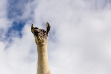 Llama against the sky © Steven