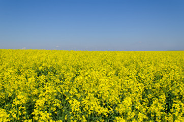 Obraz premium Рапсовое поле