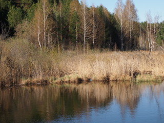 Весна в лесу © dvb60