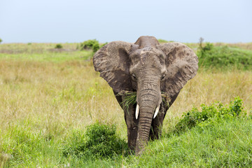 Naklejka na ściany i meble Young African bush elephant (Loxodonta africana) grazing in the meadows of the savanna in Tarangire National Park, Tanzania.