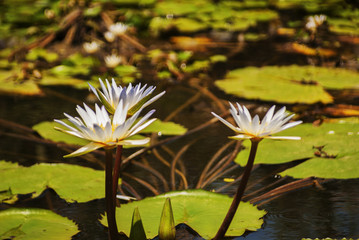 Mysterious water lilies on the lake surface