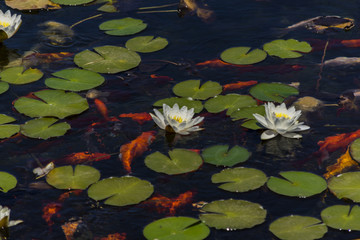 Mysterious water lilies on the lake surface