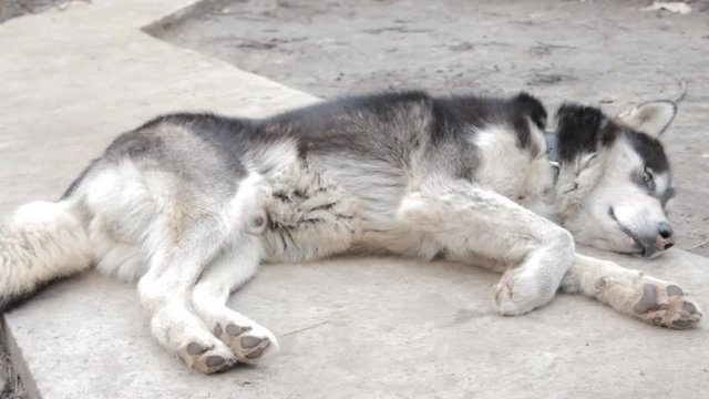 Grey alaskan malamute adult dog resting