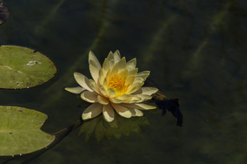 Framed poster Mysterious water lilies on the lake surface