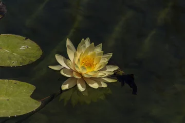 Mysterious water lilies on the lake surface