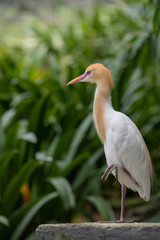 Yellow cattle egret 3/Images of Yellow cattle egret in one of the basins of Malaysia