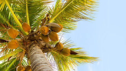 Palm tree and coconuts. Picture from tropical beach with space for your text.