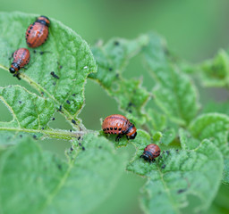 Larva of the Colorado potato beetle