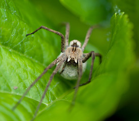 Insect spider on green leaf plants, flora