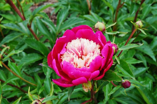 Pink Tom Cat peony flower with a yellow center