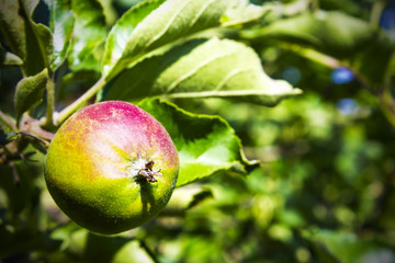 Ripening apple in the garden