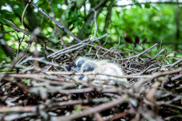 two newborn pigeons