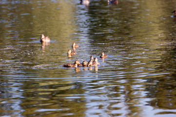 Duck and ducklings