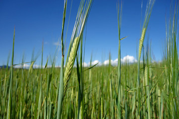 green ears of grain and beautiful blue sky