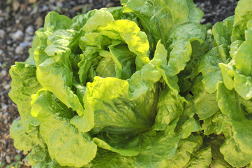 Young head of lettuce in the garden